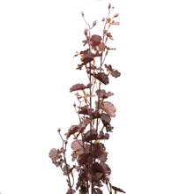 Load image into Gallery viewer, Deep Purple Dancing Orchid Stem in PURPLE Hill Interiors 22190 5050140219089 Dimensions: 90cm x 22cm x 22cm Weight: 0.041kg Volume: 0.26CBM This is the Deep Purple Dancing Orchid Stem. A deep, rich, purple faux floral that will elegantly elevate any floral arrangement. Perfect for adding both height and a rich, warm tone to an arrangement.