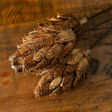 Load image into Gallery viewer, Bouquet Of Dried Protea Hill Interiors 22205 5050140220580 Dimensions: 60cm x 12cm x 12cm Weight: 0.102kg Volume: 0.37CBM